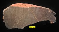 Bir fosil chaetetidinin kesiti (Kuş Pınarı Oluşumu, Üst Karbonifer, Nevada.