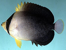 Chaetodontoplus mesoleucus