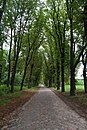 Kastanienallee mit Pflasterung und Baumreihen