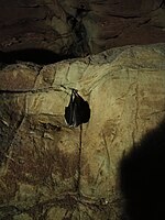 Bat in the Echo Cave