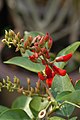 Erythrina fusca