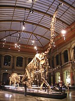 Giraffatitan