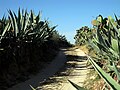 Hedges of Agava Americana, Mezraya, Djerba island