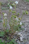 Klein kruiskruid (Senecio vulgaris)