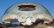 Kocabaş skull, Homo erectus (1.10 Ma)