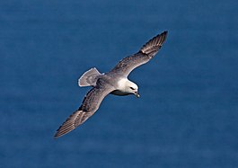 Eissturmvogel (Fulmarus glacialis)