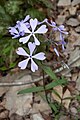 Flowers of P. divaricata ssp. divaricata, with notched ends to the petals