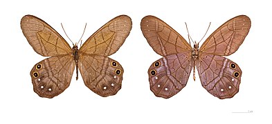 Museum specimen Both sides