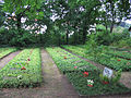 Diakonissengräber Alter Friedhof