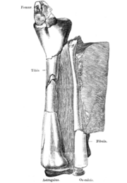 Drawing of the bones of the lower leg, still articulated and partially embedded in the rock matrix, in rear view