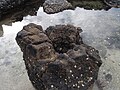 Basalt cast of a tree trunk within the Takapuna Fossil Forest