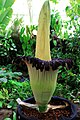 "Trudy" at University of California Botanical Garden Berkeley, California, 25 July 2015