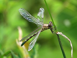 Hemigomphus comitatus