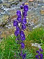 Tribus Delphinieae: Blauer Eisenhut (Aconitum napellus)