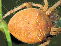 Araneus diadematus Part.