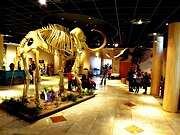Arizona Museum of Natural History Lobby.