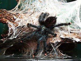 Avicularia velutina