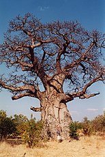 Adansonia digitata, een stamsucculent