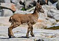 Jungtier des Gredos-Steinbocks in der Sierra de Gredos