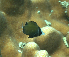 Chaetodon nigropunctatus