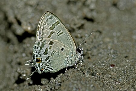 Ventral view