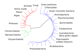 Convergent evolution