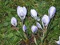 Crocus chrysanthus 'Skyline' clump