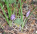 Crocus laevigatus 'Fontenayi' closed