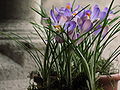 Potted crocuses at The Cloisters