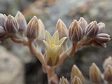 Detail of the flowers and inflorescence in bloom