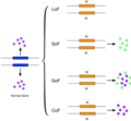 Image 25This figure shows a simplified version of loss-of-function, switch-of-function, gain-of-function, and conservation-of-function mutations. (from Mutation)