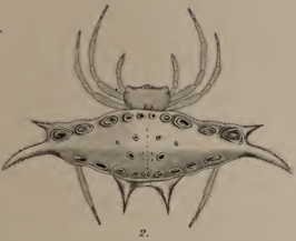 Gasteracantha westringi