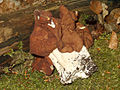 Gyromitra esculenta