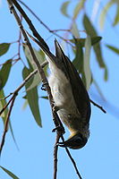 Little Friarbird