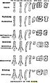 Image 16Diagram by O.C. Marsh of the evolution of horse feet and teeth, reproduced in T. H. Huxley's 1876 book, Professor Huxley in America (from History of paleontology)