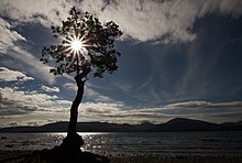 Backlit photo of a tree on the bank of a lake. The sky is blue and partly cloudy, there are hills in the background of the photo. The tree is in the middle of the photo, with a lensflare cutting through the barren branches of the tree.