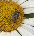 False chinch bug, Nysius