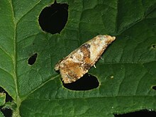 Phalonidia udana against a green leaf background. The entire body of the moth is visible, centered, and in focus. The leaf has holes.