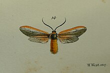 colored illustration of an adult moth