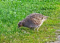 P. p. perdix, female, in southwest Sweden