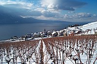 Winterlicher Rebberg bei Rivaz am Genfersee