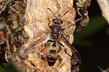 Closeup photo of a dark colored winged insect with antennae