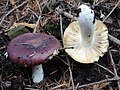 !!Russula sardonia!!