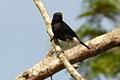 Saxicola sp. ?, Männchen