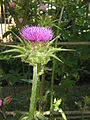 Silybum marianum flower