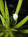 Stratiotes aloides female flower side-view