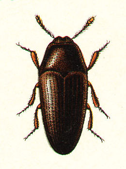 Trixagus dermestoides =(Throscus dermestoides)