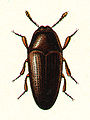 Trixagus dermestoides (Merevbogárfélék)