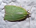 Eichenwickler (Tortrix viridana)