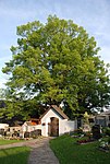 Sommerlinde (Tilia platyphyllos)